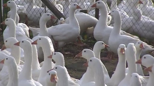 Svatomartinské husy jako nedostatkové zboží