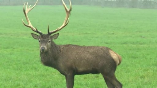 Odstřel divoké zvěře