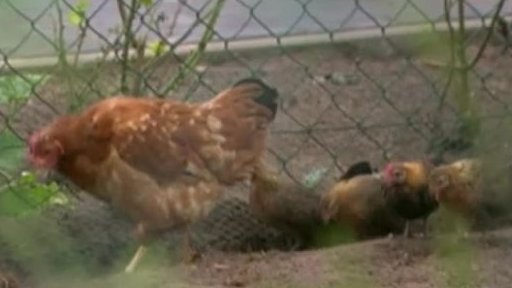 Chřipka H5N8 v Německu