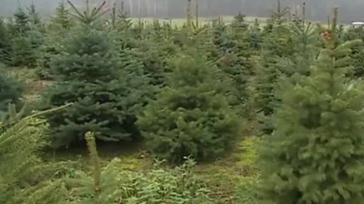 Příprava vánočních stromků