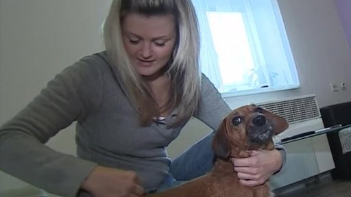 Přemnožení parazité