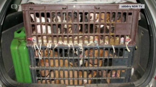 Nelegální byznys se psy