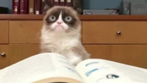 Kniha o nejpopulárnější kočce