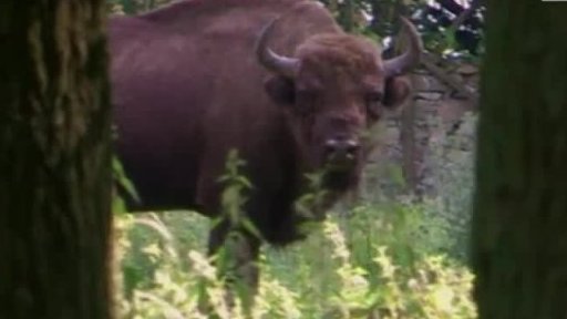 Oceněný snímek DivoČINY