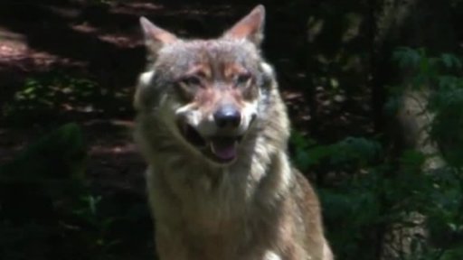 Life Science Film Festival