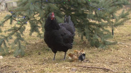 Neobvykle teplá zima mate zvířata