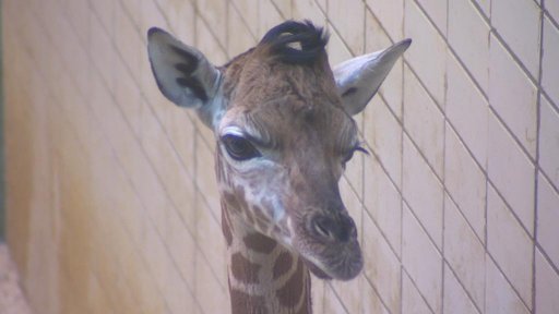 40. žirafí mládě v Zoo Liberec