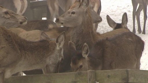 Správě KRNAP utekli jeleni z obory u Horního Maršova.