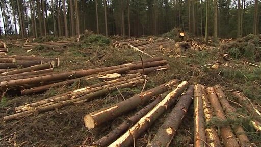 Těžba v církevním lese obnovena