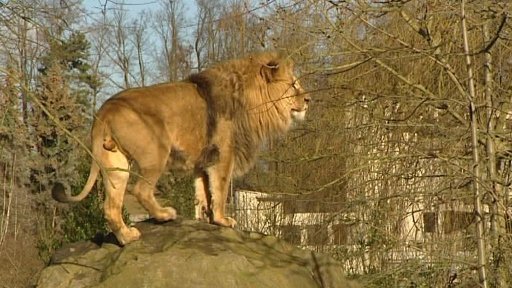 Teplá zima láme návštěvnické rekordy v ZOO