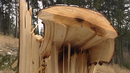Neznámý vandal nařízl v lese nad obcí Brnířov na Domažlicku téměř tři sta stromů
