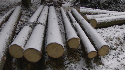 Na Vysočině přibývá krádeží dřeva v lesích.