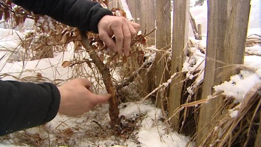 Zvěř ničí stromy v NP Šumava
