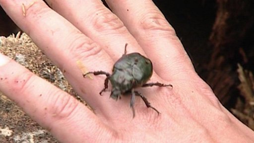 Vzácný brouk páchník hnědý