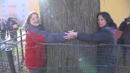 Historický lípa vadí nájemníkům domu na jihlavském sídlišti.