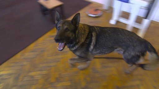 Čeští a němečtí psovodi cvičili v Mostě se svými psy vyhledávání drog a výbušnin