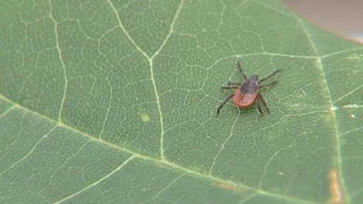 Klíšťata se probouzejí