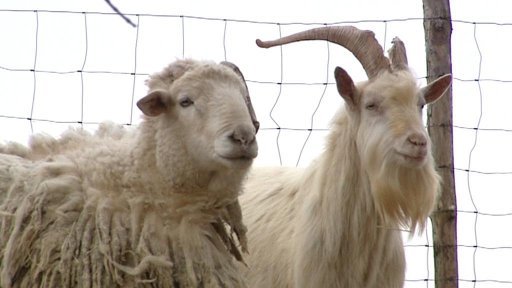 Plzeňská veterinární správa řeší už počtvrté případ týrání zvířat v obci Únehle na Tachovsku
