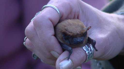 Vypuštění zachráněných netopýrů