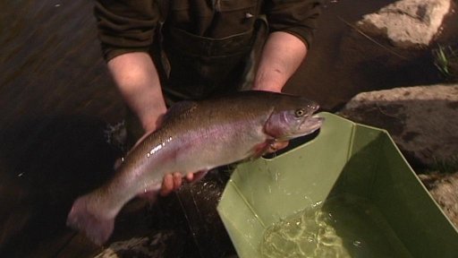 Přípravy na pstruhovou sezonu vrcholí