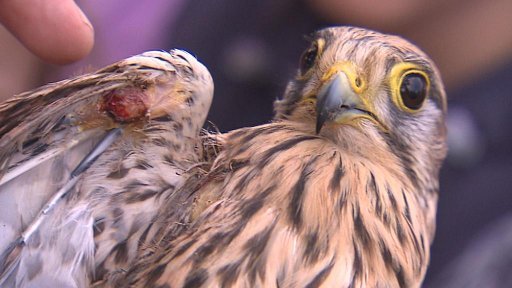 Stožáry vysokého napětí zabíjí a zraňují ptáky