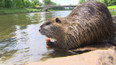 Přemnožené nutrie trápí hradeckou radnici i Povodí Labe