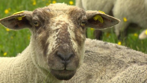 Na krkonošských loukách jsou stále častěji vidět stáda ovcí
