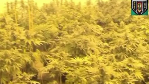 Policie v Liberci odhalila velkopěstírnu marihuany, zatkla sedm lidí