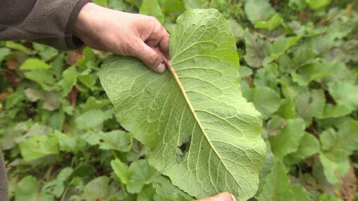 Šťovík dusí Krkonoše