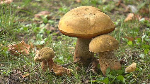 Na náměstí v Kněževsi rostou stovky hub