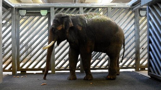 Nový slon indický v pražské zoo