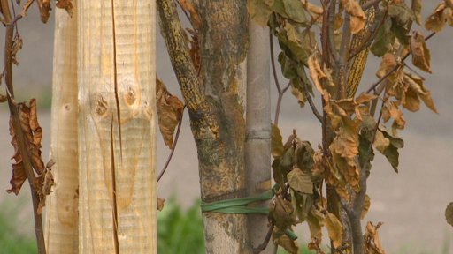 Omlazované pardubické arboretum podle kritiků usychá