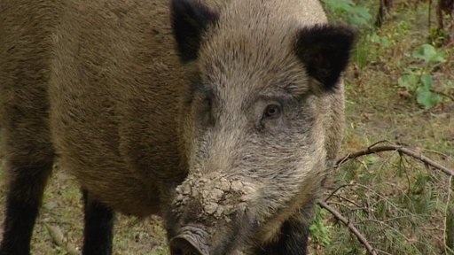 V Plzni a okolí řeší problém s přemnoženými divočáky
