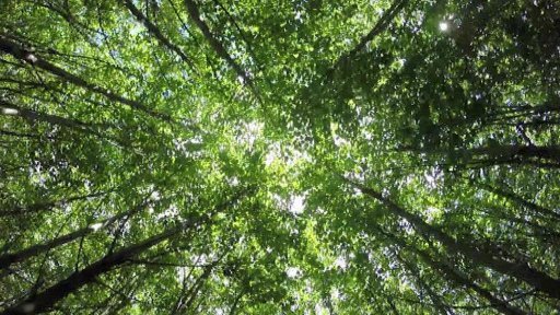 V Bystřici nad Pernštejnem vědci zkoumají pěstování rychle rostoucích topolů