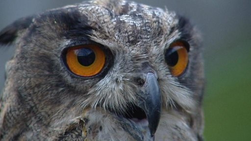 Stanici pro hendikepovaná zvířata v Kašperských Horách chybí peníze na rekonstrukci