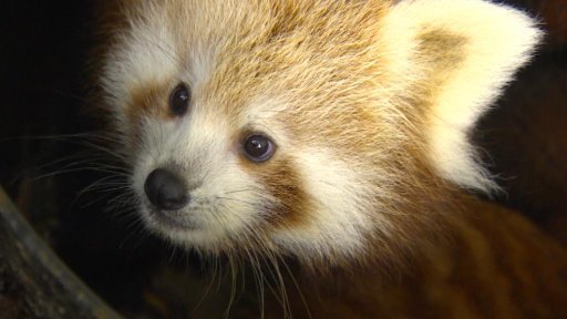 Mimořádný odchov pand červených se podařil ošetřovatelům v ZOO Jihlava .