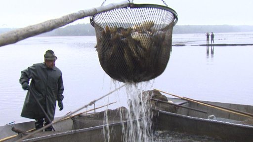 Výlov rybníka Rožmberk