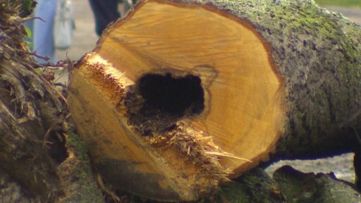 Ve Slavonicích dřevorubci pokáceli čtvrtinu vzrostlé lipové aleje