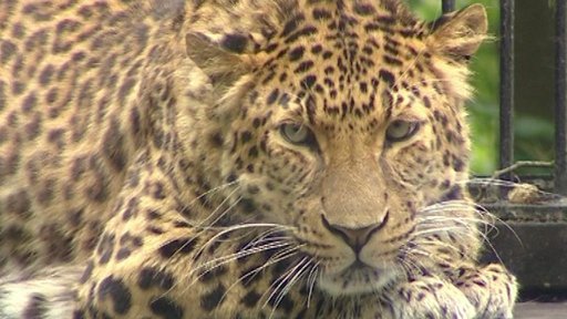 V liberecké zoo utekl levhart sněžný.