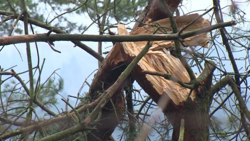 Led poškodil lesy, jsou nebezpečné.