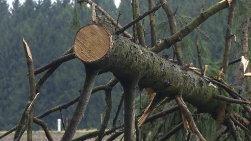 Lesy -státní oi obecní - sčítají škody po ledové kalamitě.