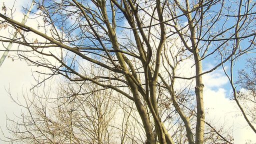 Pražané bojují proti kácení