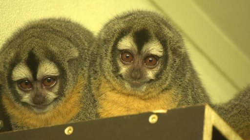 Plzeňská zoo dnes otevřela dvě nové velké expozice