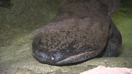 Velemloci - hit letošního roku v Pražské zoo.
