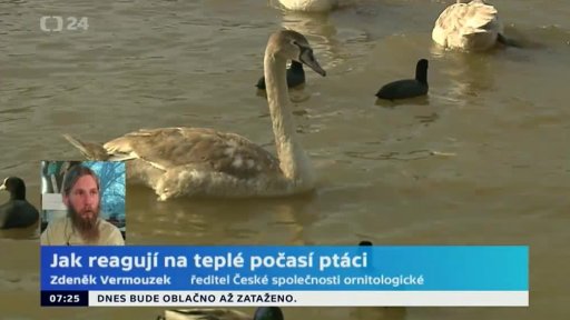 Jak reagují na teplé počasí ptáci?