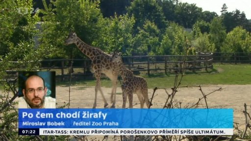 Po čem chodí žirafy