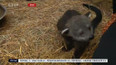Vzácná mláďata v olomoucké zoo