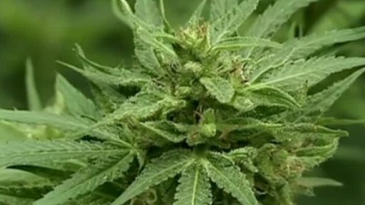 Uruguay zlegalizoval marihuanu