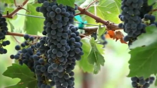 Kalifornské víno bojuje s konkurencí