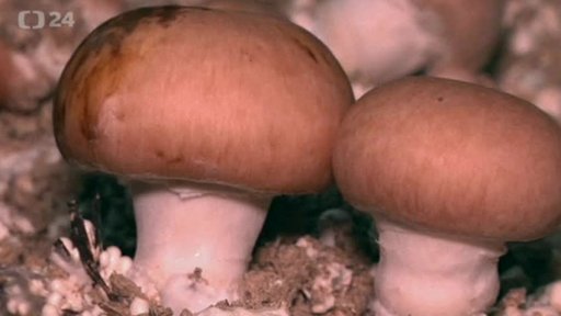 Francie: pěstování domácích hub